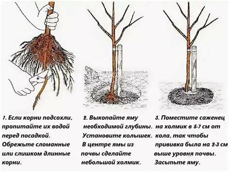 Правила правильной посадки саженца