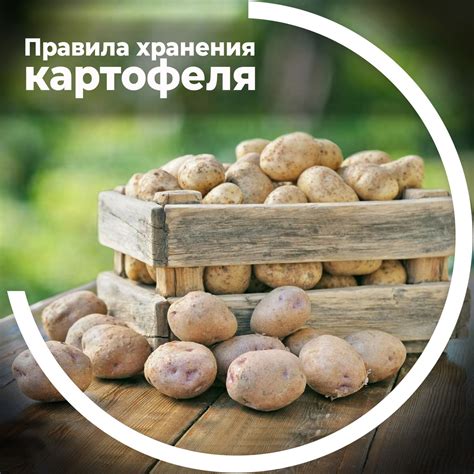 Правила хранения картофеля