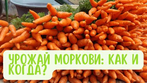 Правильный способ сбора моркови