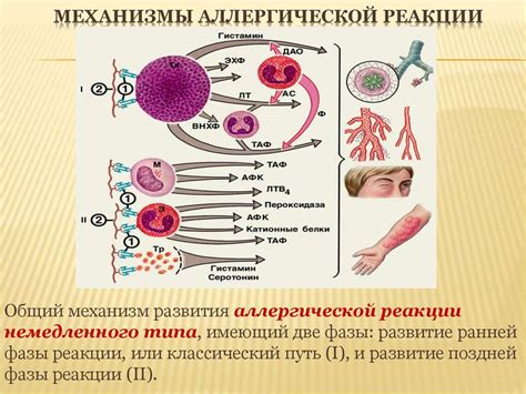 Предупреждайте возникновение аллергической реакции