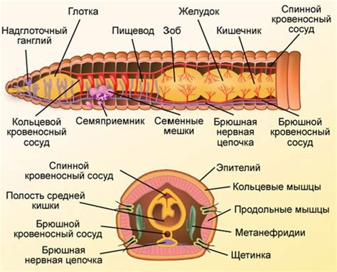 Преимущества и недостатки кровеносной системы у кольчатых червей