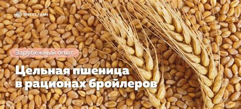 Преимущества и недостатки посева пшеницы после дождя