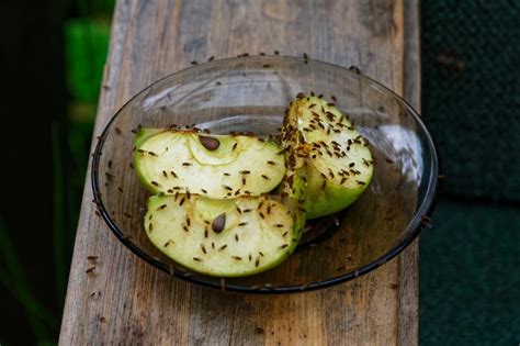 Преимущества липкой ленты в борьбе с мошками