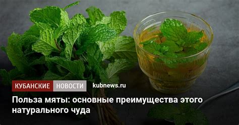 Преимущества мяты перед жаркой