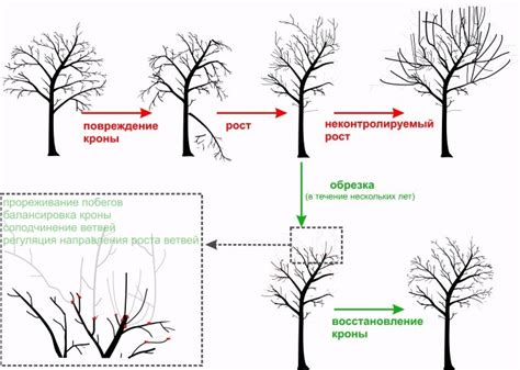 Преимущества обрезки березы