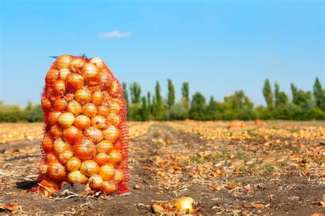 Преимущества подвала для хранения лука