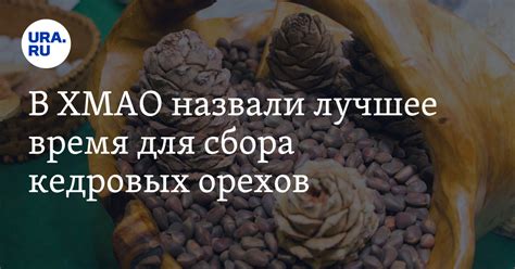 Преимущества сбора кедровых орехов в определенное время года