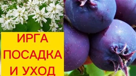 Признаки успешной посадки ирги осенью