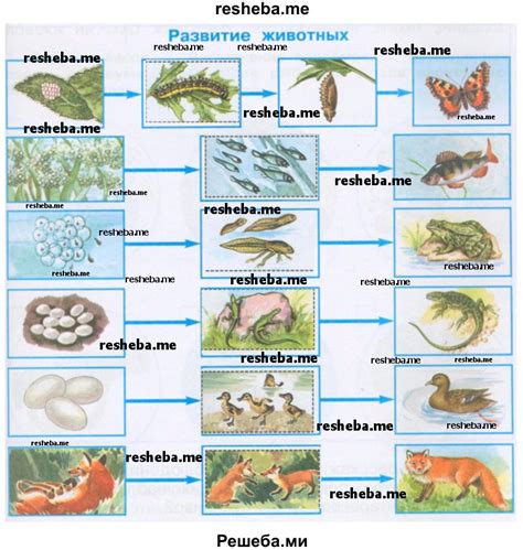 Приложения и развитие