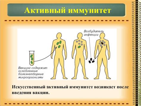 Принцип действия прививки: активный иммунитет