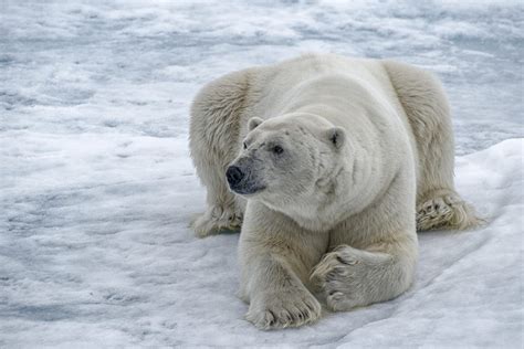 Присутствие белых медведей в Канаде