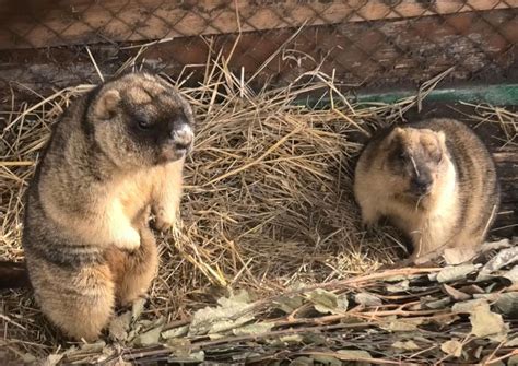 Причины начала зимней спячки у сурков