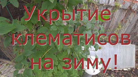 Причины укрытия клематисов на зиму в Ленинградской области