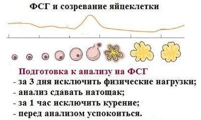 Проверка щитовидной железы при планировании новой беременности