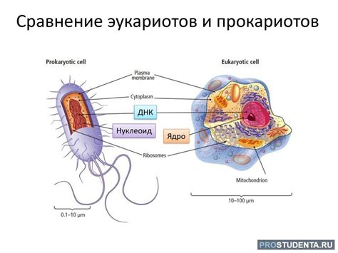 Происхождение прокариот