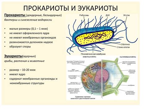 Прокариоты и эукариоты