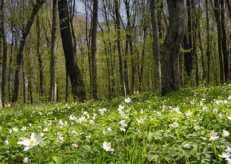 Просыпающийся лес: радость весны