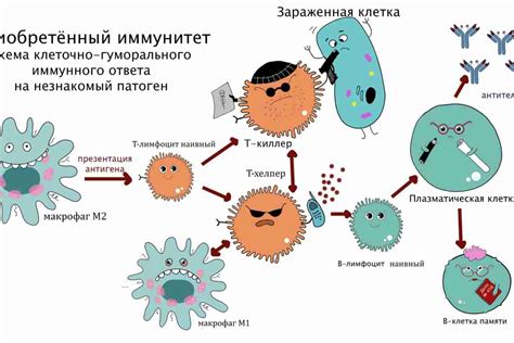 Протеин и иммунная система