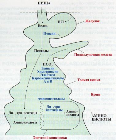 Процессы переваривания