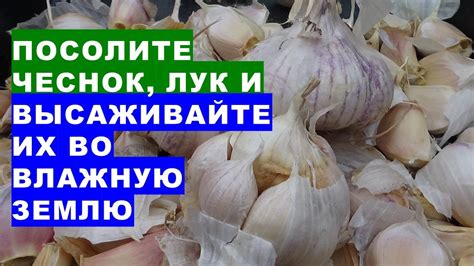 Процесс высадки чеснока во влажную землю