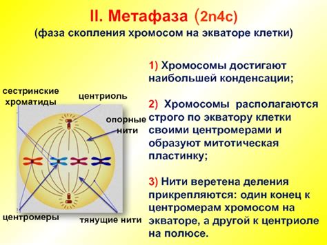 Процесс выстраивания хромосом на экваторе