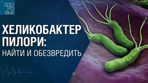 Процесс инфекции хеликобактер пилори и ее влияние на функционирование организма