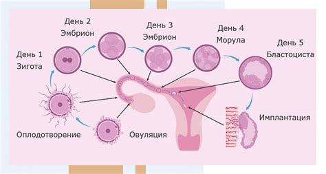 Процесс многоклеточного развития яйцеклетки