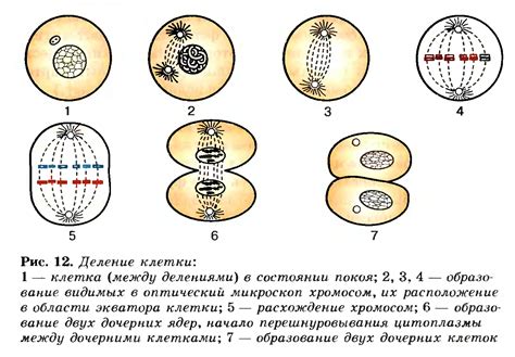 Процесс создания клетки