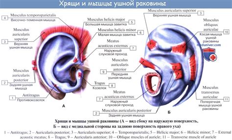 Процесс формирования ушной раковины