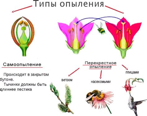 Процесс цветения и опыление