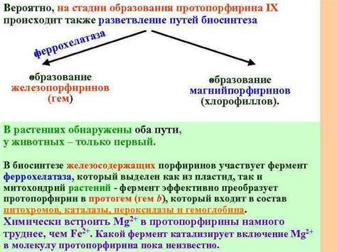 Разветвление путей развития