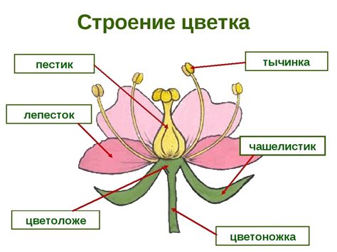 Разветвление стебля