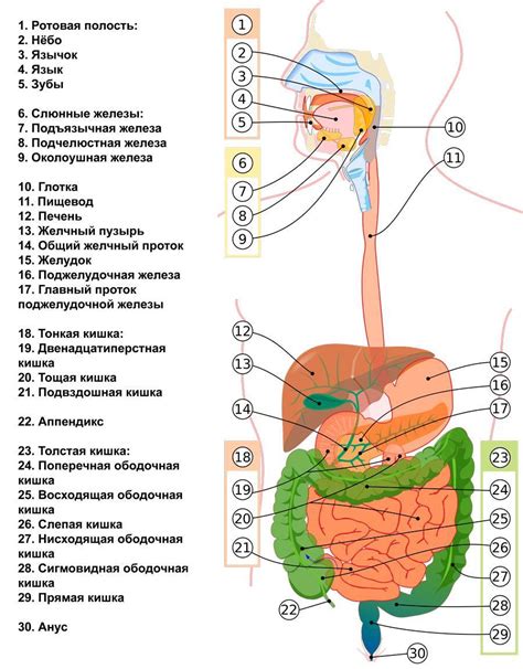 Развитие мышечной системы и органов пищеварения