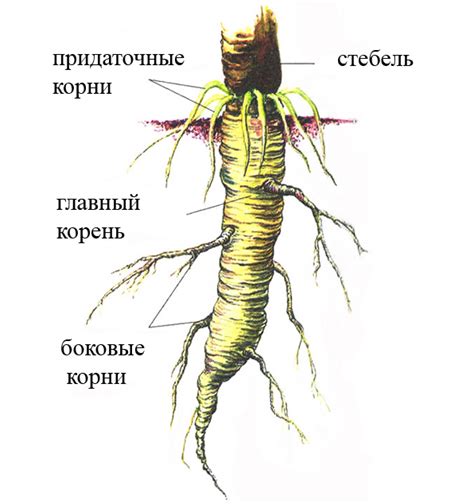 Разделение корня на корень в реальной жизни