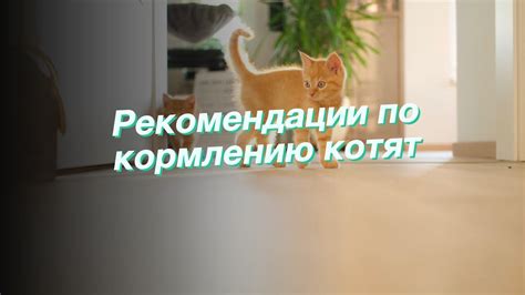 Различные подходы к кормлению котят