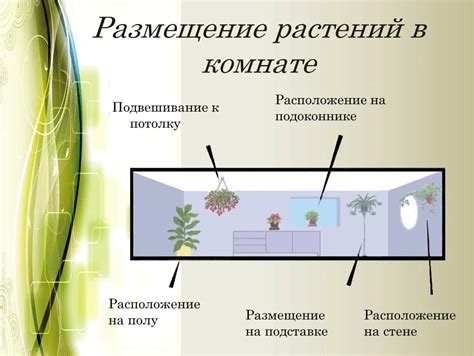 Размещение растения