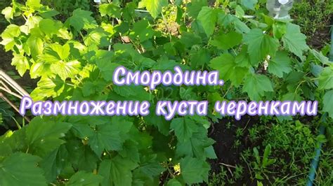 Размножение куста смородины