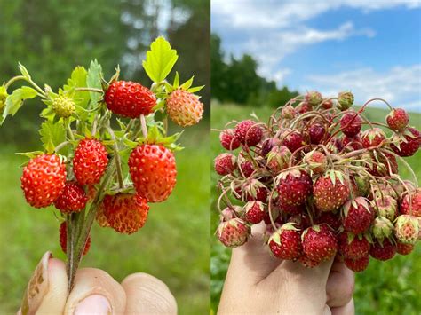 Разницы между клубникой и земляникой