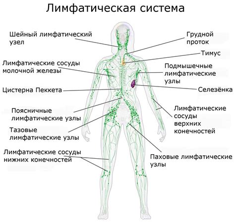 Расположение лимфоузлов на спине