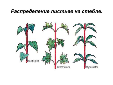 Распределение листьев в тонком слое