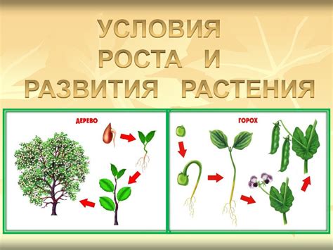 Растения в садоводстве: влияние соседства на рост и развитие