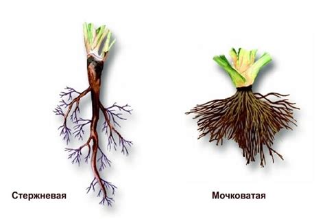 Расширение корневой системы горчицы