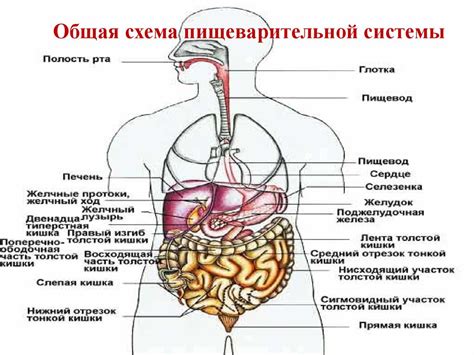 Ребенок и пищеварительная система