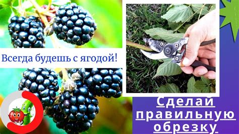 Результаты обрезки ежевики