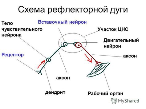 Рефлекторная реакция на зевоту