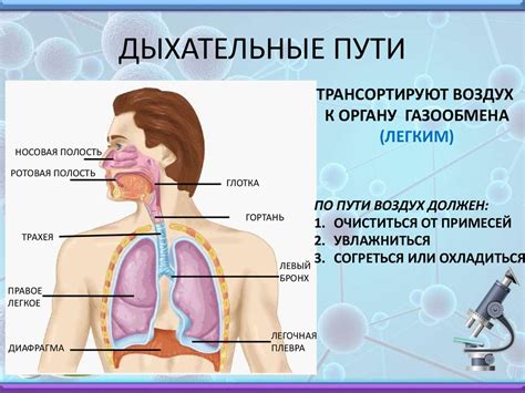 Риски для дыхательной системы