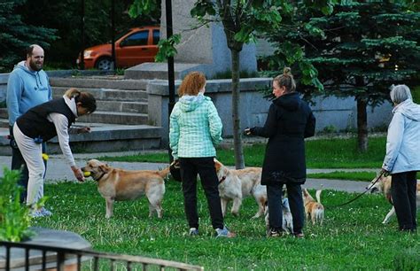 Риск заражения и нападение собак без намордника