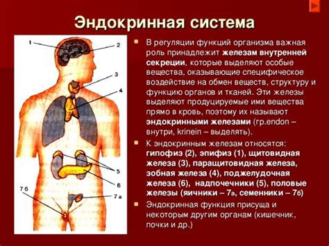 Ролевая функция внутренней секреции