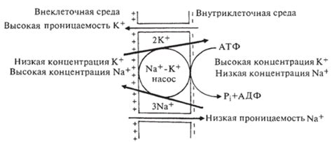 Роль активного взаимодействия в формировании близости