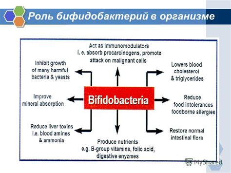 Роль бифидобактерий в организме